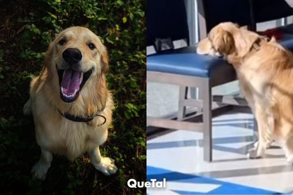 Perrita ve videos de ardillas en el celular mientras espera al veterinario. Sabe entretenerse